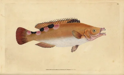 Cuckoo Wrasse. Handcoloured copperplate by Edward Donovan from 
