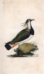 Northern lapwing. Vanellus vanellus (Tringa vanellus). Copper engraving by Edward Donovan, published in Histoire naturelle des oiseaux britanniques, London