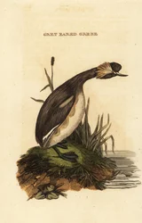 Eared Grebe or Horned Grebe