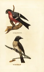 Eurasian bullfinch and whinchat