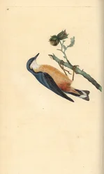 Eurasian Nuthatch, Sitta europaea, on a Hazelnut Tree, Corylus avellana