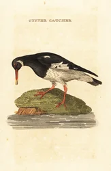 Eurasian Oystercatcher