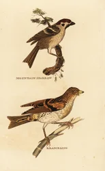 Eurasian tree sparrow, Passer montanus, and brambling, Fringilla montifringilla