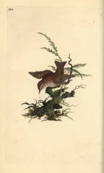 Eurasian Wren, Troglodytes troglodytes