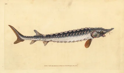European or Common Sturgeon. Critically Endangered. Handcoloured Copperplate Drawn and Engraved by Edward Donovan from His Natural History of British Fishes