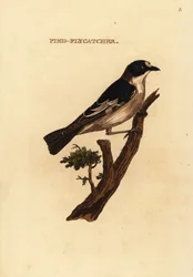 European pied flycatcher