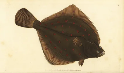 European pleuronectes platessa