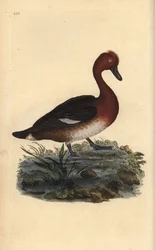Ferruginous duck, Aythya nyroca