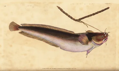 Fivebeard Rockling, Ciliata mustela (Five-bearded Cod Fish, Gadus mustela). Handcoloured Copperplate Drawn and Engraved by Edward Donovan from His Natural History of British Fishes, Donovan and F.C. and J. Rivington, London