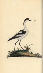 Pied Avocet, Recurvirostra avosetta. Handcoloured copperplate drawn and engraved by Edward Donovan from his Natural History of British Birds, London