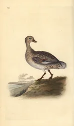 Gadwall (Female)