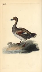 Gadwall (male), Anas strepera. Handcoloured copperplate from Natural History of British Birds, London
