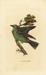 Garrulous roller or European roller, Coracias garrulus
