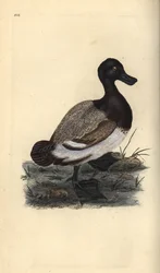 Greater scaup duck, Aythya marila