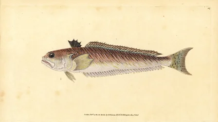 Greater Weever, Greater Weaver or Sting-Bull