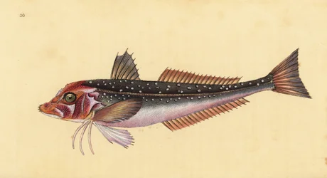 Grey Gurnard, Eutrigla gurnardus (Trigla gurnardus). Handcoloured Copperplate Drawn and Engraved by Edward Donovan from His Natural History of British Fishes, Donovan and F.C. and J. Rivington, London