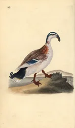 Hook-billed Mallard, Anas Platyrhynchos. Handcoloured Copperplate Drawn and Engraved by Edward Donovan from His Own 