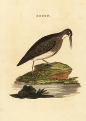 Least Sandpiper