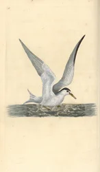 Lesser or little tern, Sternula albifrons. Handcoloured copperplate drawn and engraved by Edward Donovan from his own Natural History of British Birds, London
