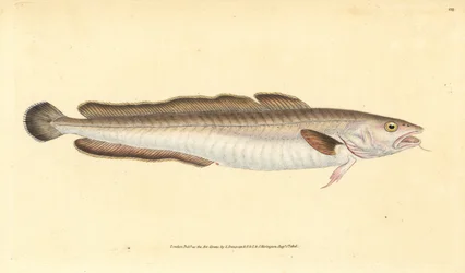 Ling Fish