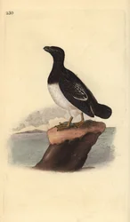 Little auk or Dovekie (female), Alle alle. Handcoloured copperplate drawn and engraved by Edward Donovan from his own Natural History of British Birds, London
