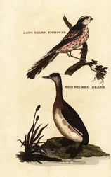 Long-tailed tit or long-tailed bushtit, Aegithalos caudatus, and red-necked grebe, Podiceps grisegena