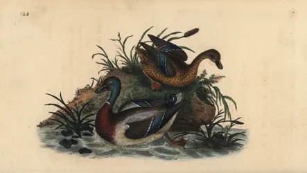 Mallard ducks, Anas platyrhynchos, male and female pair