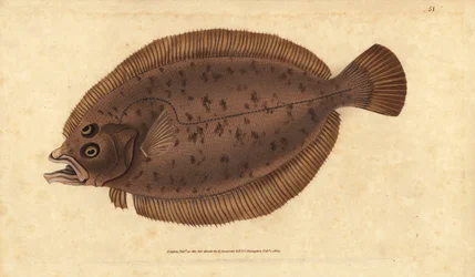 Megrim or Whiff, Lepidorhombus whiffiagonis (Pleuronectes megastoma). Handcoloured Copperplate Drawn and Engraved by Edward Donovan from His Natural History of British Fishes, Donovan and F.C. and J. Rivington, London