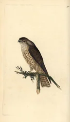 Merlin, Falco columbarius