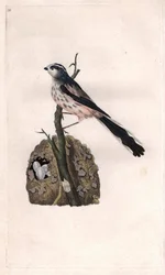Long-tailed tit. Aegithalos caudatus (Parus caudatus). Copper engraving by Edward Donovan (1768-1837), published in Natural History of British Birds, London
