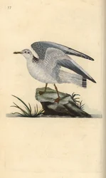 Mew or winter gull, Larus canus