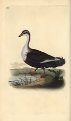 Muscovy Duck, Cairina moschata. Handcoloured copperplate drawn and engraved by Edward Donovan from his Natural History of British Birds, London