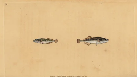 Ninespine Stickleback, Pungitius Pungitius. Handcoloured Copperplate Drawn and Engraved by Edward Donovan from His Natural History of British Fishes