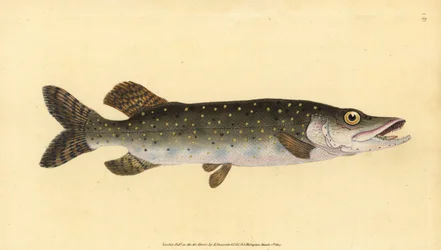 Northern Pike, Esox lucius. Handcoloured Copperplate Drawn and Engraved by Edward Donovan from His Natural History of British Fishes, Donovan and F.C. and J. Rivington, London