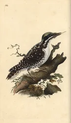 Northern three-toed woodpecker. Picoides tridactylus. Handcoloured copperplate from Natural History of British Birds, London