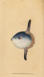 Ocean sunfish, Mola mola. Vulnerable. (Sunfish, Tetrodon mola). Hand-coloured copperplate drawn and engraved by Edward Donovan, from his Natural History of British Fishes, Donovan and F.C. and J. Rivington, London