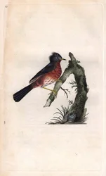 Dartford Warbler, Sylvia undata (Sylvia dartfordiensis). Copper engraving from Histoire naturelle des oiseaux britanniques, London