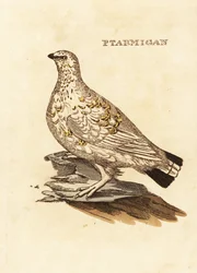 Ptarmigan grouse or white game, Lagopus lagopus