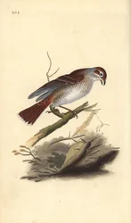 Red-Backed Shrike (Female)