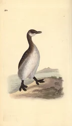 Red-necked grebe (female), Podiceps grisegena