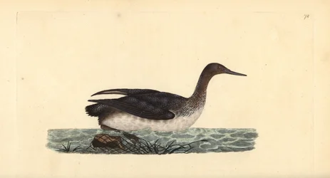 Red-throated Loon or Diver, Gavia Stellata. Handcoloured Copperplate Drawn and Engraved by Edward Donovan from His Own 