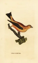 Red Crossbill, Loxia curvirostra