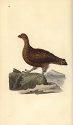 Red grouse (female), Lagopus scotica. Handcoloured copperplate drawn and engraved by Edward Donovan from his own “Natural History of British Birds,” London