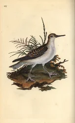 Red Phalarope