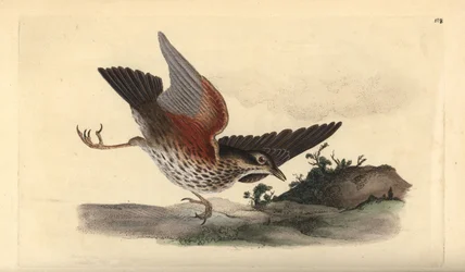 Redwing, Turdus iliacus