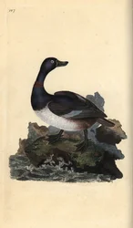 Ring-necked Duck, Aythya collaris. Handcoloured copperplate drawn and engraved by Edward Donovan from his Natural History of British Birds, London