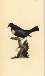 Ring Ouzel, Turdus torquatus. Handcoloured copperplate from Natural History of British Birds, London