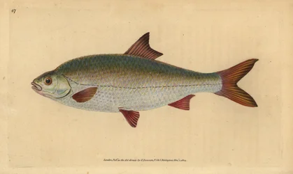 Roach, Rutilus rutilus (Illustration from “Natural History of British Fishes” by Edward Donovan)