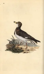 Ruddy turnstone, Arenaria interpres