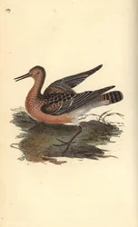 Ruff, Philomachus pugnax, female. Handcoloured copperplate from Natural History of British Birds, London